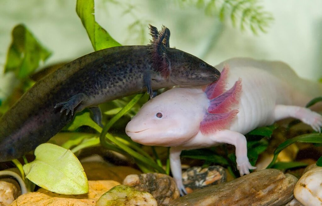 멕시코 자연 서식지에 있는 야생 아홀로틀