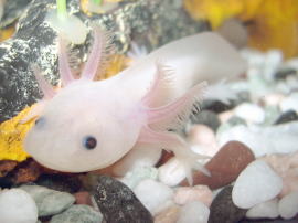 정면을 바라보는 백색 아홀로틀